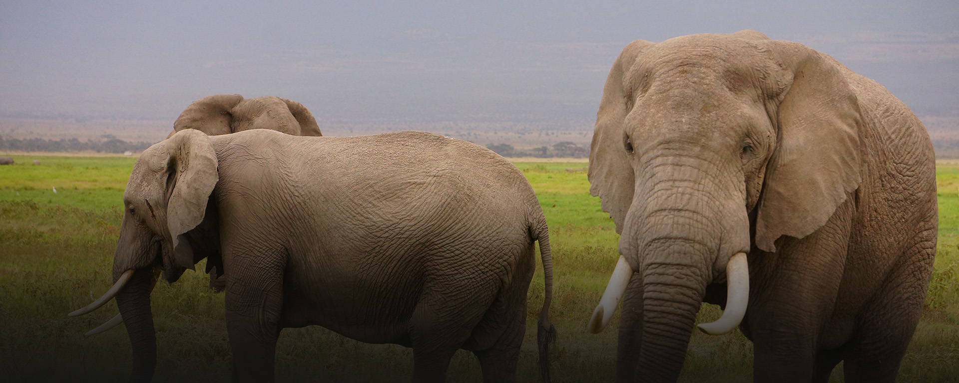 Mass extinction – Earth Tongues