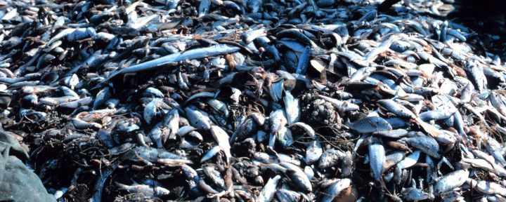 Ecocentric thoughts on fishing – Earth Tongues